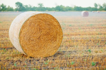 Hay bales on the field after harvest