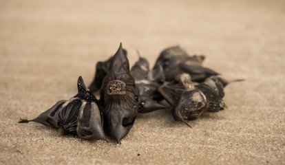 Исчезающий вид