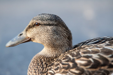 Female mallard close up