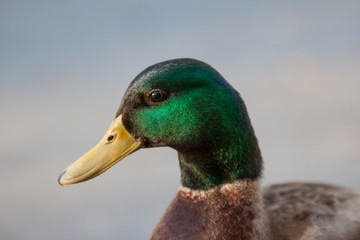 Mallard drake close up