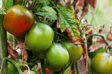 Bush of green tomato in the garden