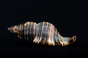 Shell