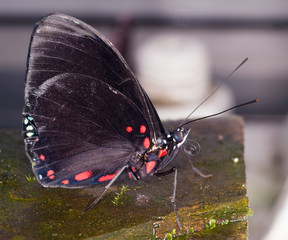 Fototapeta na wymiar Red spoted black tropical butterfly