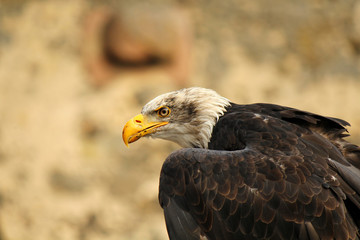 Seeadler