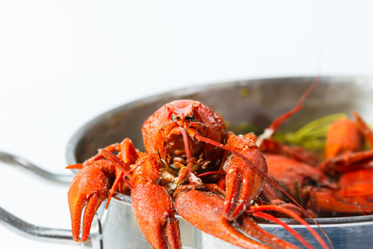Boiled crayfish in pan