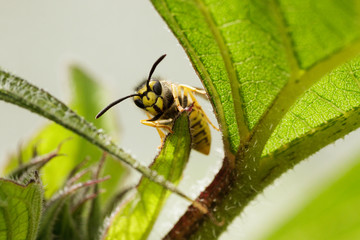 Vespula vulgaris