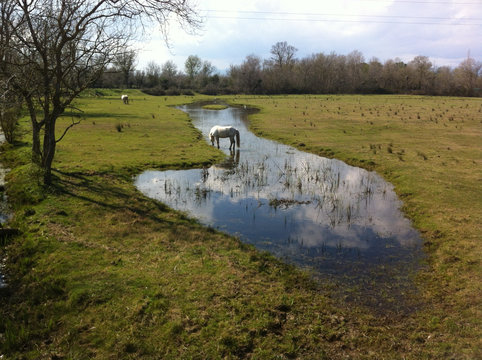camargue