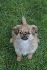 cute dog on the green grass