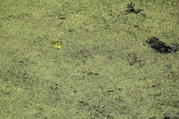 Frosch im Teich mit Wasserlinsen