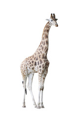 Giraffe isolated on white background with clipping path