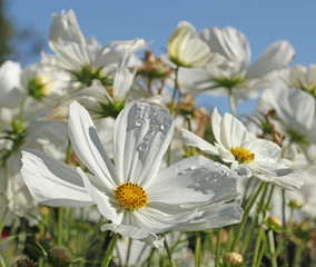 cosmos blanc © hcast