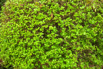 Fototapeta na wymiar hedge in an English park