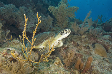 Underwater Turtle