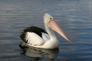 Pellicano australiano