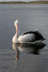 Pellicano australiano