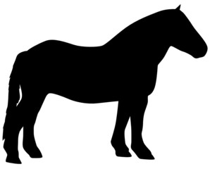 Kaltblut © frilled_dragon