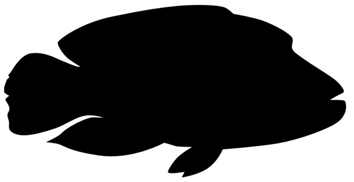 Napoleon-Lippfisch