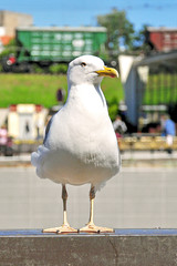 Gull bird in town.