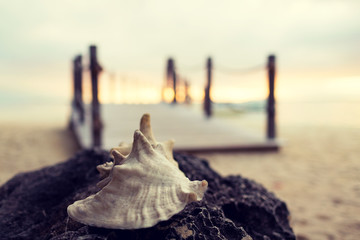 close up of seashell on tropical beach