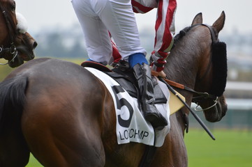 cheval de course