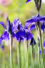 初夏のアヤメ