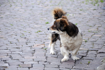 Dog with bandy legs on paving square