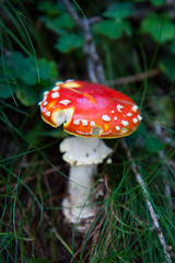 amanita muscaria