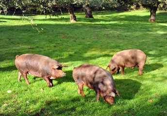 Iberian pigs in the meadow