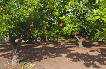 orange trees at plantation