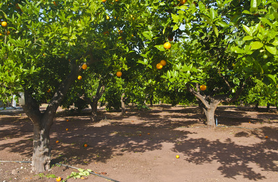 orange trees at plantation