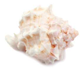Seashell isolated on white
