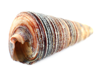 Seashell isolated on white