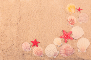 Seashells on sand, close-up