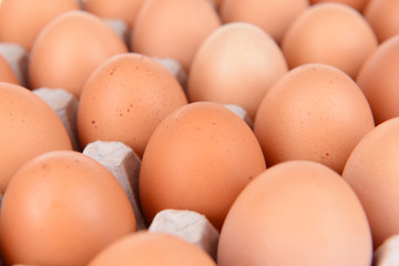 Eggs in paper tray close-up