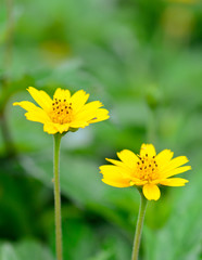 Obraz premium two yellow flowers and blur background