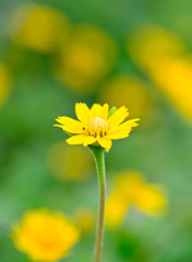 yellow  flower and blur background
