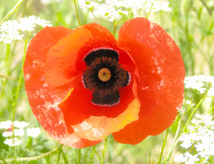 Fototapety na wymiar - Fototapeta24.pl