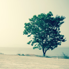 samotne drzewo w tle letni dzień. Filtrowany obraz: proces krzyżowy - 69741191