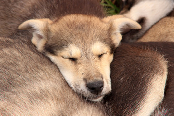 Baby huskies sleeping together