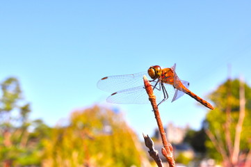 アキアカネ © divedog