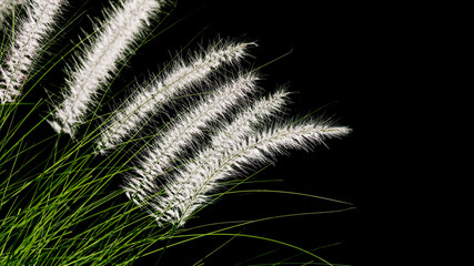 .Flowering grass during on sunset. Closeup shot