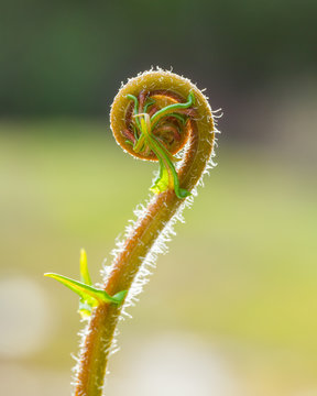 Closeup spiral of ferns leaf.