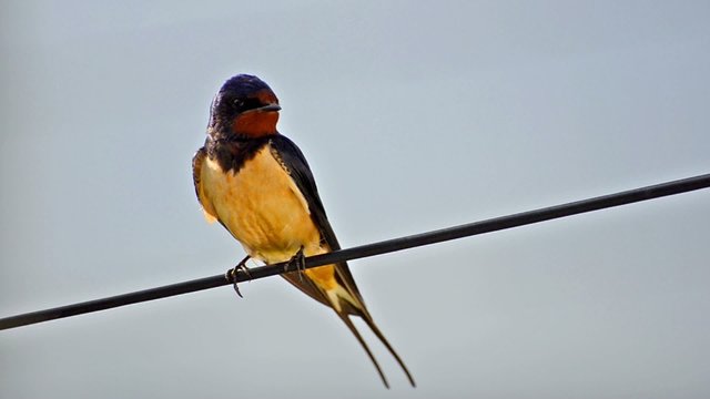 house swallow