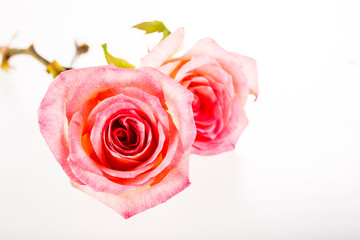 group of rose isolated on white background