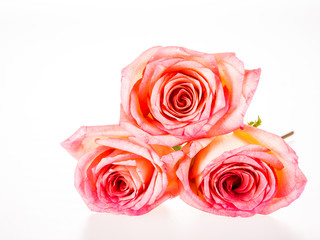group of rose isolated on white background