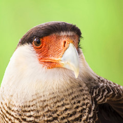 Portrait of a cute Southern Crested Caracara (Caracara plancus)