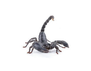 black scorpion on white background