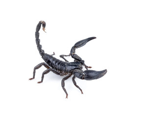black scorpion on white background