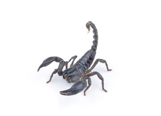 black scorpion on white background