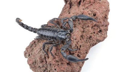 black scorpion on white background